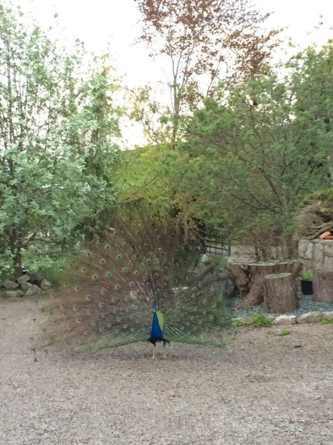 Cosy Cottage For Ecotourism Lovers Near קורוון מראה חיצוני תמונה